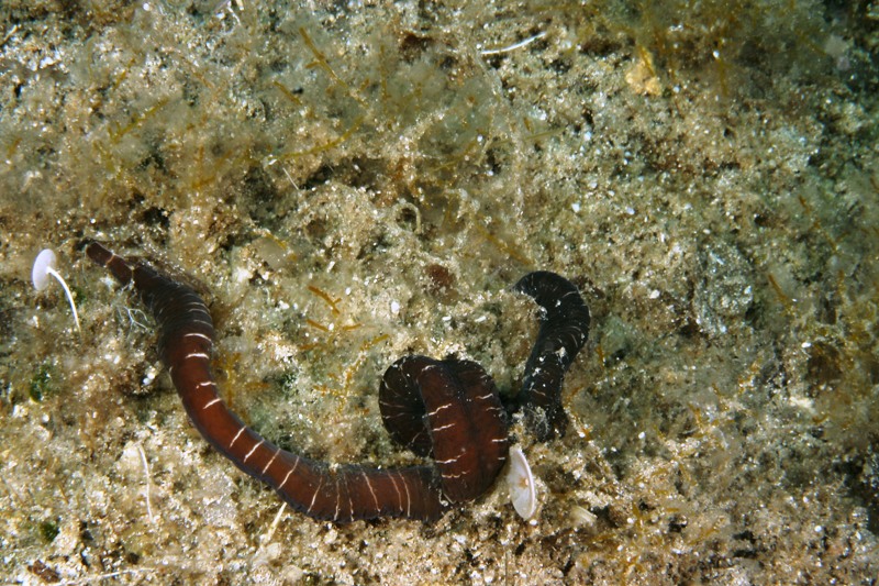 Notospermus geniculatus